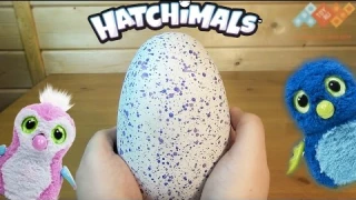 Hatchimals - Хетчималс Пингвинчик - интерактивный питомец, вылупляющийся из яйца - Полный обзор