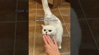 Как определить настроение кошки по хвосту #shorts