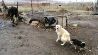 поим корову.