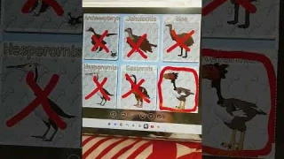 this video help you Knowing the biggest bird in feather family #birdlives #nesting #birdwatch