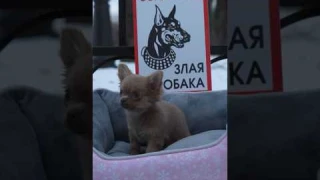 ЗЛАЯ СОБАКА #shorts