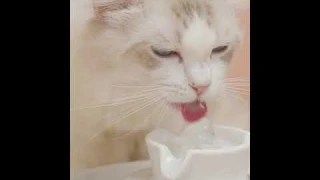 Color Cupcake Ceramic Pet Water Fountain