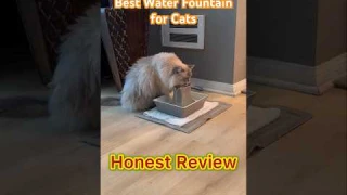 The BEST Review of a Water Fountain for Cats #shorts #catvideos #waterfountain