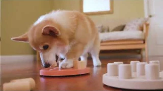 Интерактивная игра-головоломка «Дог Смарт» для собак купить