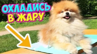 ОХЛАЖДАЮЩИЙ Коврик Для СОБАКИ ✔️КАК ОХЛАДИТЬ ЩЕНКА В ЖАРУ