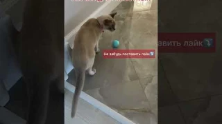 Умный мячик для животных. Распаковка. Обзор #shorts