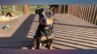 NBJU Bark Collar for Dogs,Rechargeable Anti Barking Training Collar with 7 review