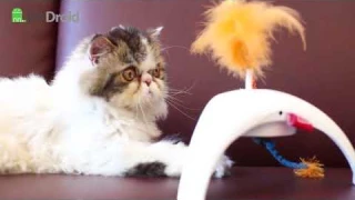 Интерактивные игрушки для кошек GiGwi Pet Droid