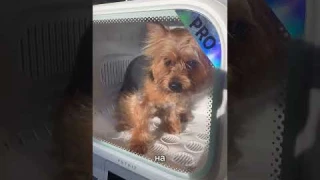 Обзор на автоматическую сушку для кошек и собак Airsalon Max от Petkit  Ставьте + если нужен артикул