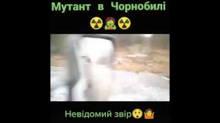ВПЕРВЫЕ ЗАСНЯЛИ МУТАНТА В ЧЕРНОБЫЛЕ #shorts