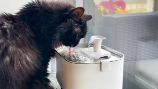 Petlibro Dockstream Cordless Fountain Unboxing & Review