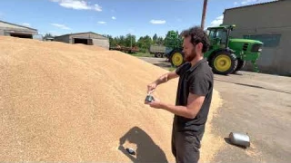 Измерение влажности зерна пшеницы в бурте. Влагомер Фармпро.