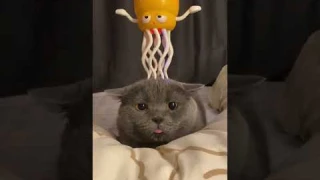 😱Лучшая игра для котов! Теперь пушистые не скучают!