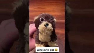 Nicoo and Milow realistic robot is a SCAM #nicoo #milow #dog #robot #scam #funny