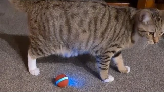 Интерактивный мячик для кошек с зарядкой через USB. Умный мяч для ктов. Interactive ball for cats.