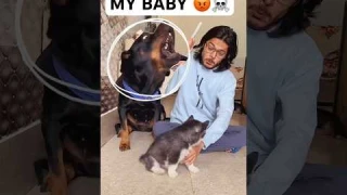 Rottweiler protecting baby from owner #dog #rottweiler #husky #trendingsongs #shorts #viral