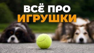 Все игрушки для собак 🐕 Что реально стоит покупать