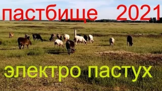Сельские будни коровы и бараны утром на электро пастухе