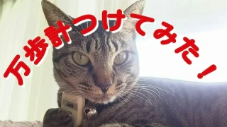 家ネコに万歩計つけてみたら意外な数字が！Pedometer～kitten2