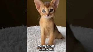 В каком возрасте можно брать котёнка #кошка #коты #кот