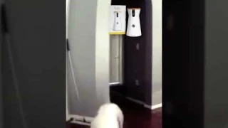 Furbo 360° Dog Camera: The Smart Way to Keep Your Dog Safe & Happy!"