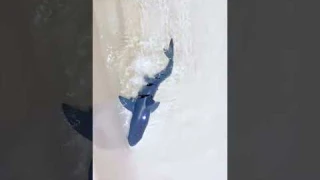 Акула на пульте управления #Shorts,#bondibon,#длядетей,#развивающая