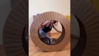 ⭕️ Колесо для кота. 3 часть. Хочешь продолжение? Подпишись⬇️
