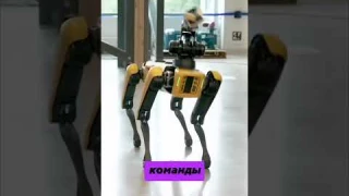 Spot - самая умная собака-робот #робот #собака #ии #нейросети