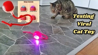 Interactive Cat Ball Review: Testing 3 Modes to Find the Best!