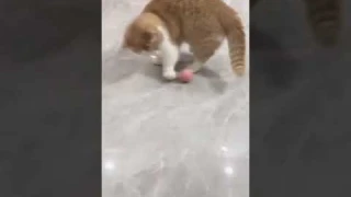 Игрушка для кошки USB smart мяч-шарик PetGravity