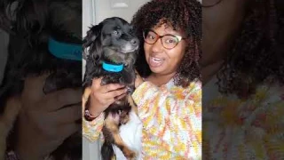 Pet Pawsabilities Humane Bark Collar