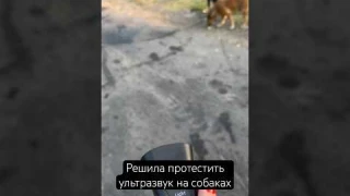 Купила отпугиватель для собак, тестим #сочи #собаки #отпугивательсобак #shorts