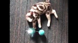 USB мяч игрушка для кошек