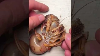 Hermit crabs #saltwaterintrusion