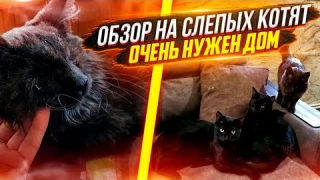 Слепыши спасенные с подвала.