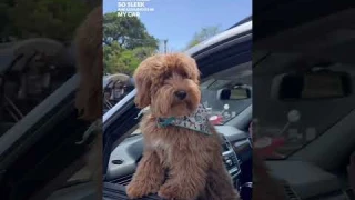 Aroma360 | Smart Car Diffuser