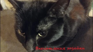 Отзыв на поилку-фонтан HiPet. Норм или не фонтан?