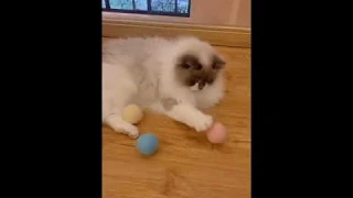 Интерактивный звуковой мяч для игры с кошкой