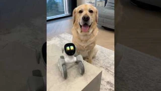 Роботы заменят собак?🐶