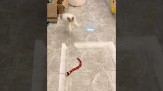 Игрушка с умным змейка. сенсор