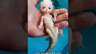 Before & After Animals Growing Up. Amazing Animal Transformation 000