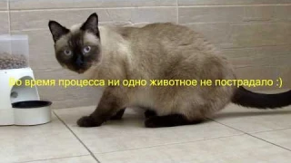 CatNFit V2.0 - Первый в мире полностью автоматический тренажерный комплекс для кошек