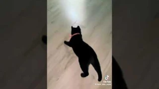 Интерактивная игрушка дразнилка умный ошейник с лазером, Автоматическая лазерная указка для кошек