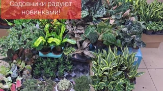 Обзор поступления комнатных растений от 27 октября 2023г. Новинки- Сансевиерии, филодендроны,кротоны