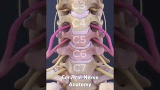 Cervical Nerve Anatomy