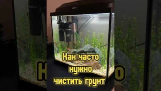 Зачем и как сифонить грунт в аквариуме 🐟 #питомцы #аквариум #рыбки #aquarium #fish