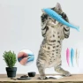 Превью Catnip Cat Teeth Cleaning Silicone Dolphin Toy