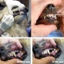 Превью Pet Teeth Cleaning Tool