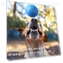 Interactive Rolling Ball Toy for Dogs — Automatic Launchers, The Secret Life of Pet