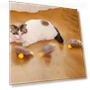Interactive Cat Toy — Cat Playthings, Hungry Heart